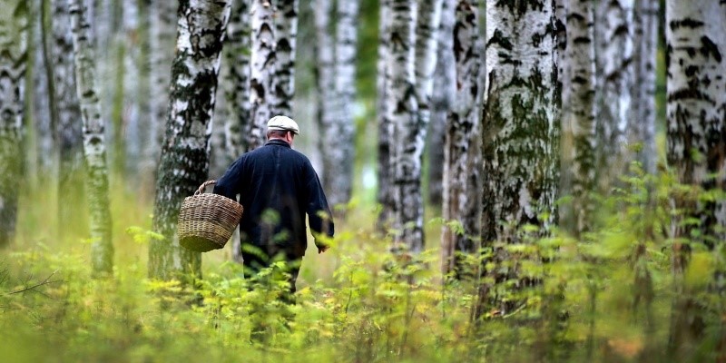 Мужчина с корзинкой в руках в лесу